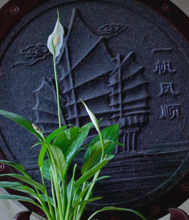 绿色植物盆栽室外养护有哪些技巧？