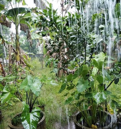 绿色植物盆栽室外养护有哪些技巧？