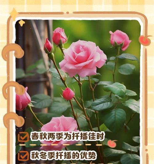 月季花扦插的成功秘诀是什么？