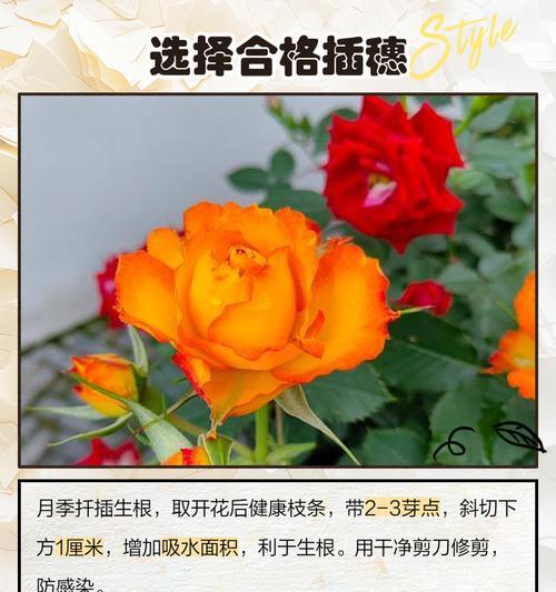 月季花扦插的成功秘诀是什么？