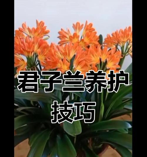 君子兰开花有哪些秘诀？