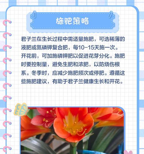 君子兰开花有哪些秘诀？