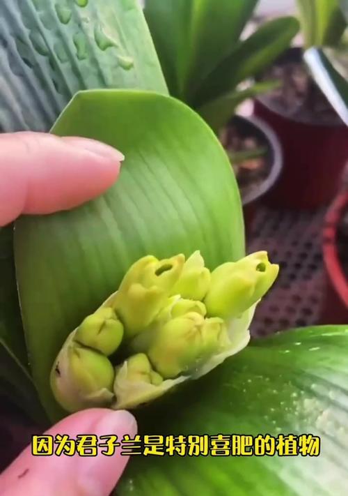 君子兰开花有哪些秘诀？