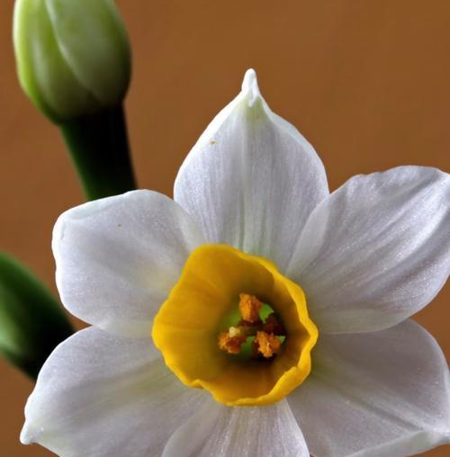 水仙花花期能延长多久？
