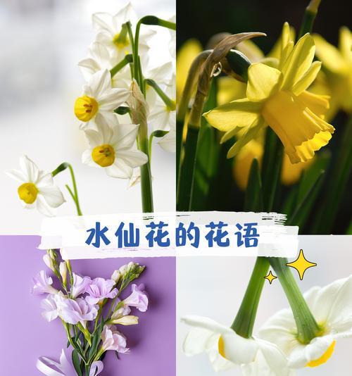 水仙花花期能延长多久？