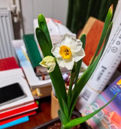 水仙花花期能延长多久？