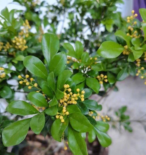 紫藤修剪促进花繁叶茂的秘诀是什么？