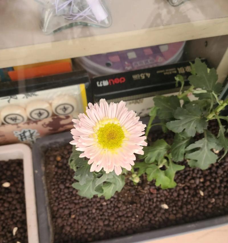小空间适合哪些小花盆花卉？