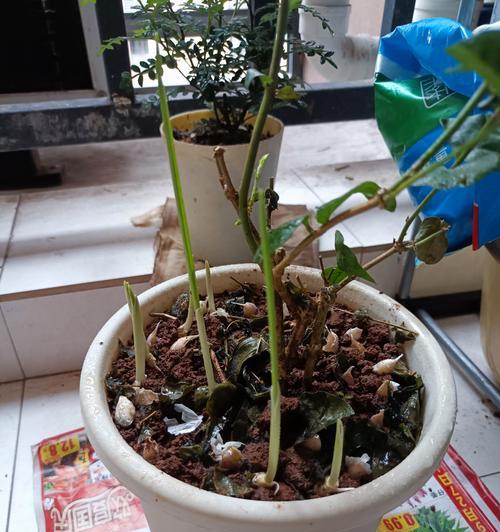 迷你小盆栽在室内有哪些妙用？