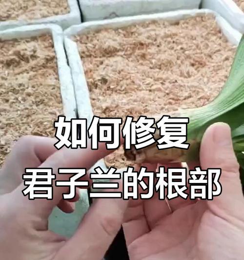 君子兰为何容易烂根？