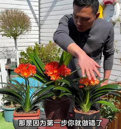 君子兰为何容易烂根？