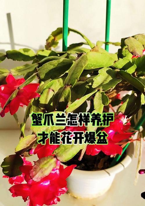 蟹爪兰如何养护才能健康茁壮？