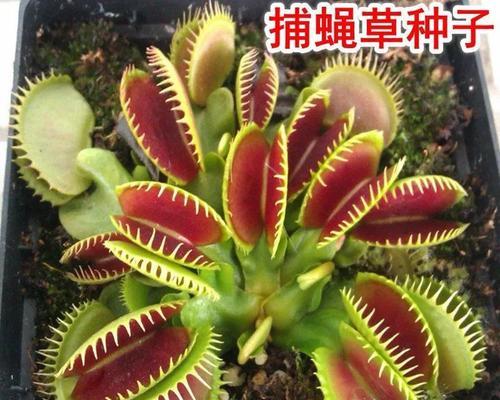 捕蝇草开花不易死的原因是什么？