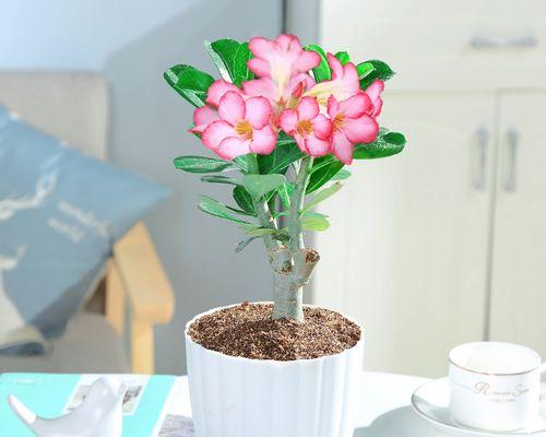 新手适合养哪些室内盆栽花卉？