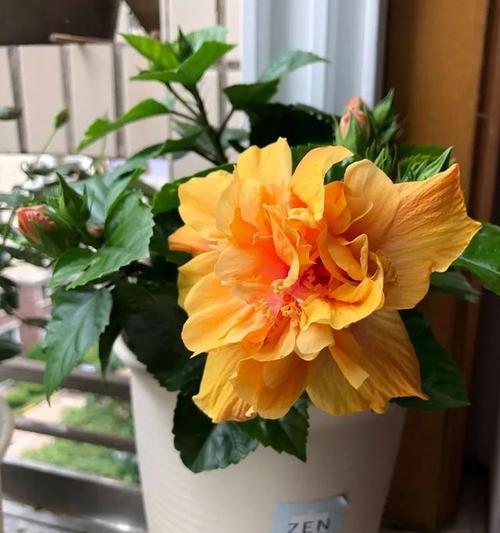 新手如何轻松养护扶桑花？