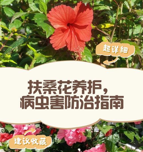新手如何轻松养护扶桑花？