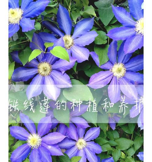 铁线莲裸根种植方法及养护技巧是什么？