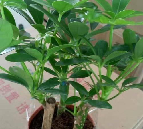 鸭脚木好养吗？如何养护？