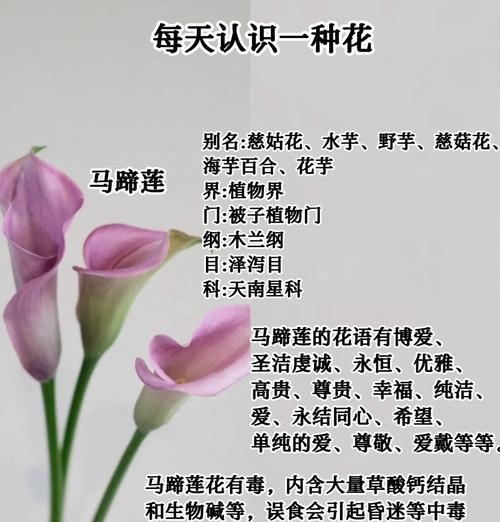 马蹄莲怎么养才能年年开花？繁殖方法有哪些？