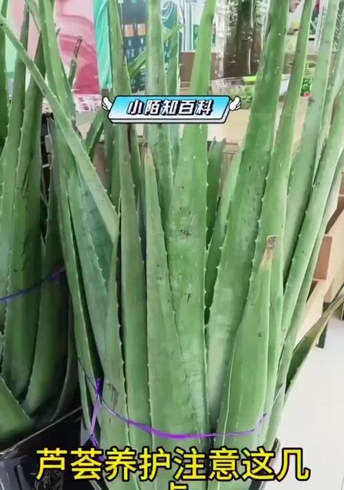 芦荟养护需要注意什么？如何保持其活力？