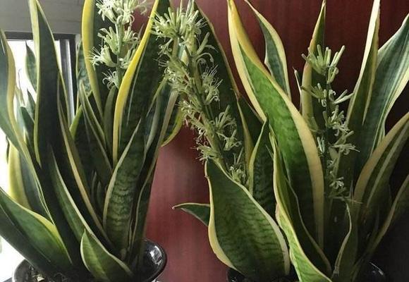室内适合养哪些花草？如何照料才能长得好？
