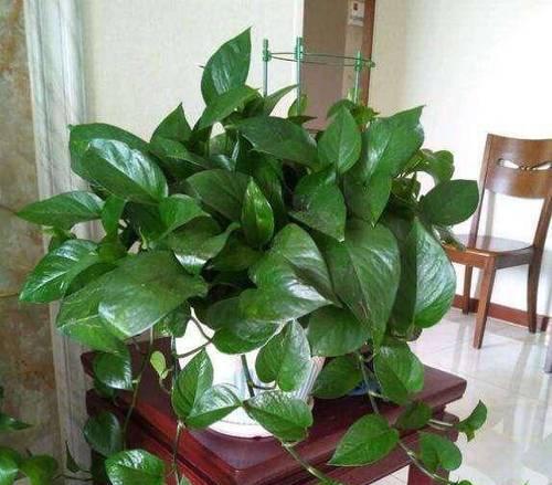 室内适合养哪些花草？如何照料才能长得好？