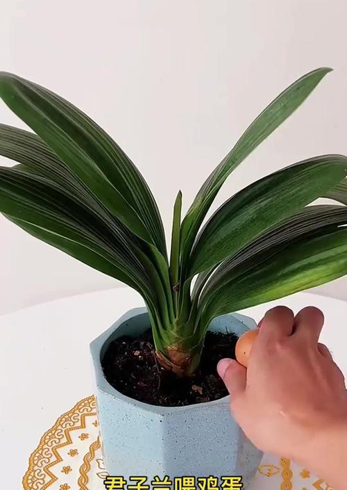 室内适合养哪些花草？如何照料才能长得好？