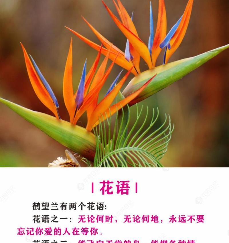 鹤望兰如何养护才能开花？有哪些技巧？