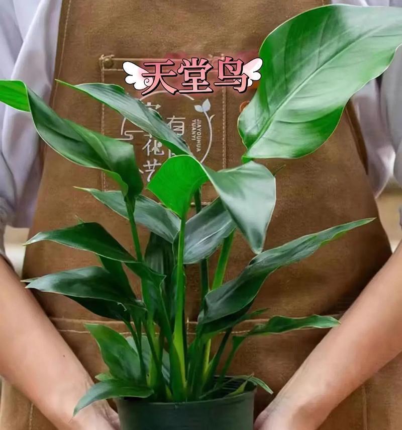 鹤望兰如何养护才能开花？有哪些技巧？