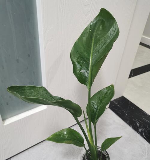 鹤望兰如何养护才能开花？有哪些技巧？