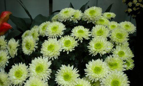 雏菊和杭菊有什么关系？养护方法有何不同？