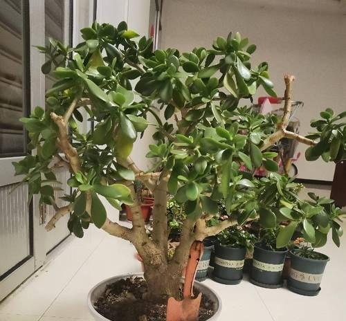 玉树小苗如何快速生长？怎样才能开花爆盆？