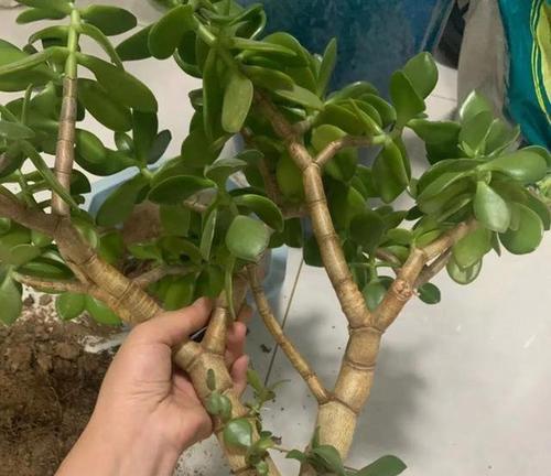 玉树小苗如何快速生长？怎样才能开花爆盆？