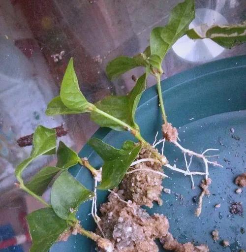 春天扦插哪些花卉易生根？如何打造爆花阳台？