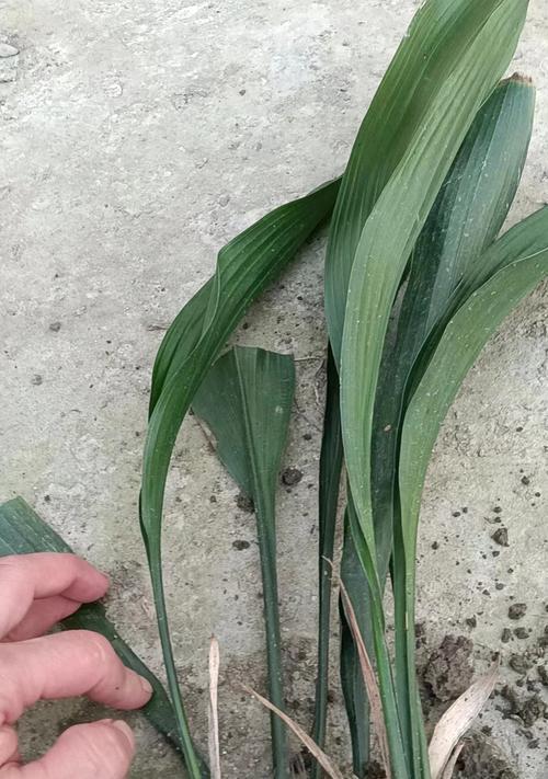 一叶兰种植需要什么土壤？如何正确种植？