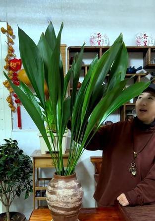 一叶兰种植需要什么土壤？如何正确种植？
