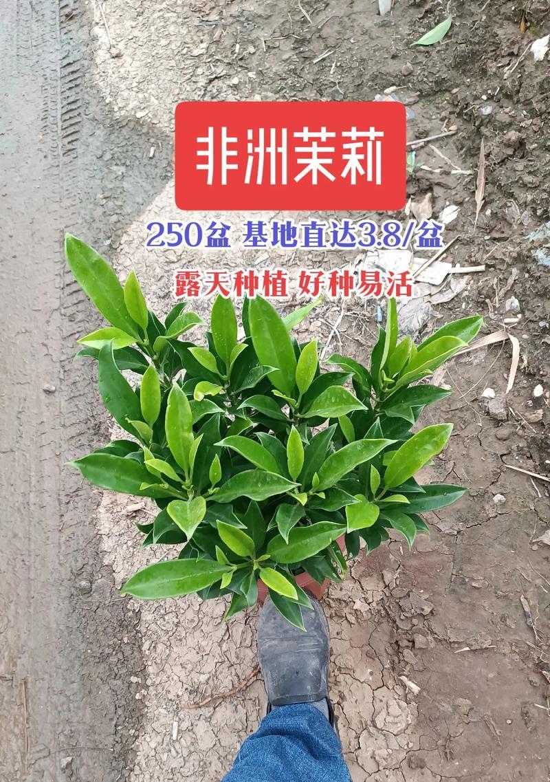 非洲茉莉几年能开花？开花后香味如何？