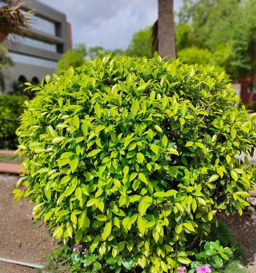 非洲茉莉几年能开花？开花后香味如何？