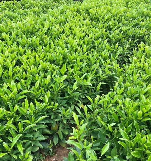 非洲茉莉几年能开花？开花后香味如何？