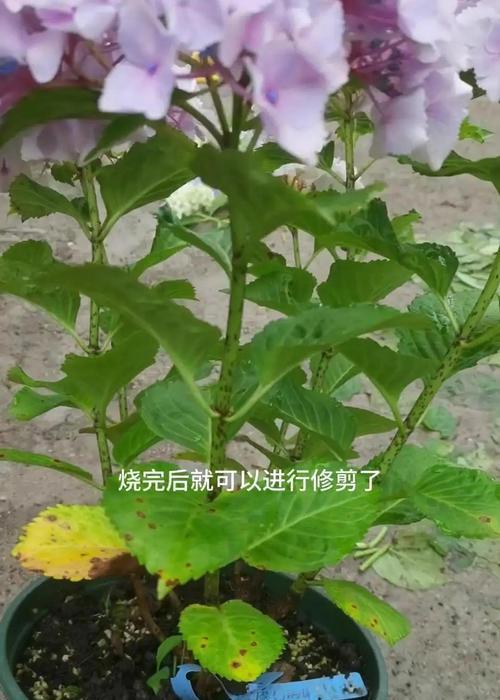 哪些花卉适合扦插更新？养护指南是什么？