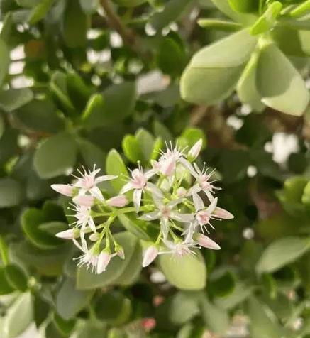哪些花卉适合扦插更新？养护指南是什么？
