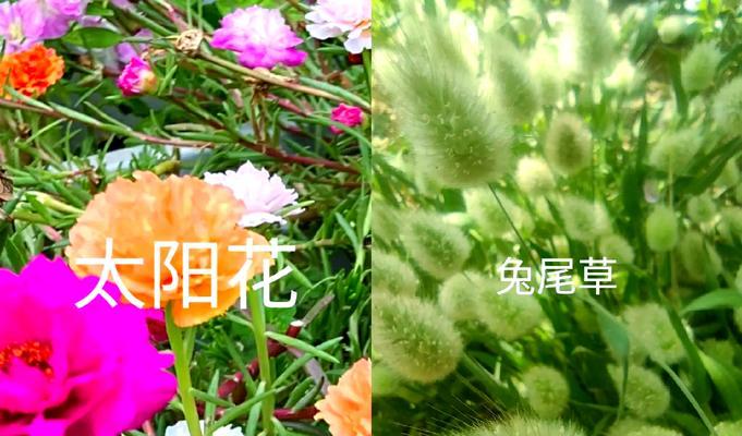 哪些花卉适合扦插更新？养护指南是什么？