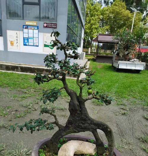 金弹子如何扦插繁殖？步骤是什么？