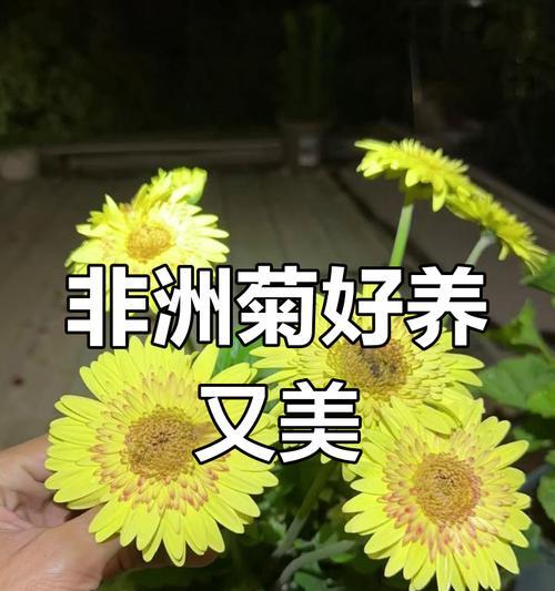 非洲菊怎么养？养护攻略有哪些？