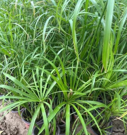 水竹草植物有什么特点？如何养护？