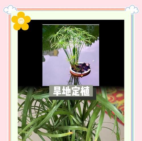 水竹草植物有什么特点？如何养护？