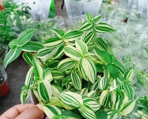 水竹草植物有什么特点？如何养护？