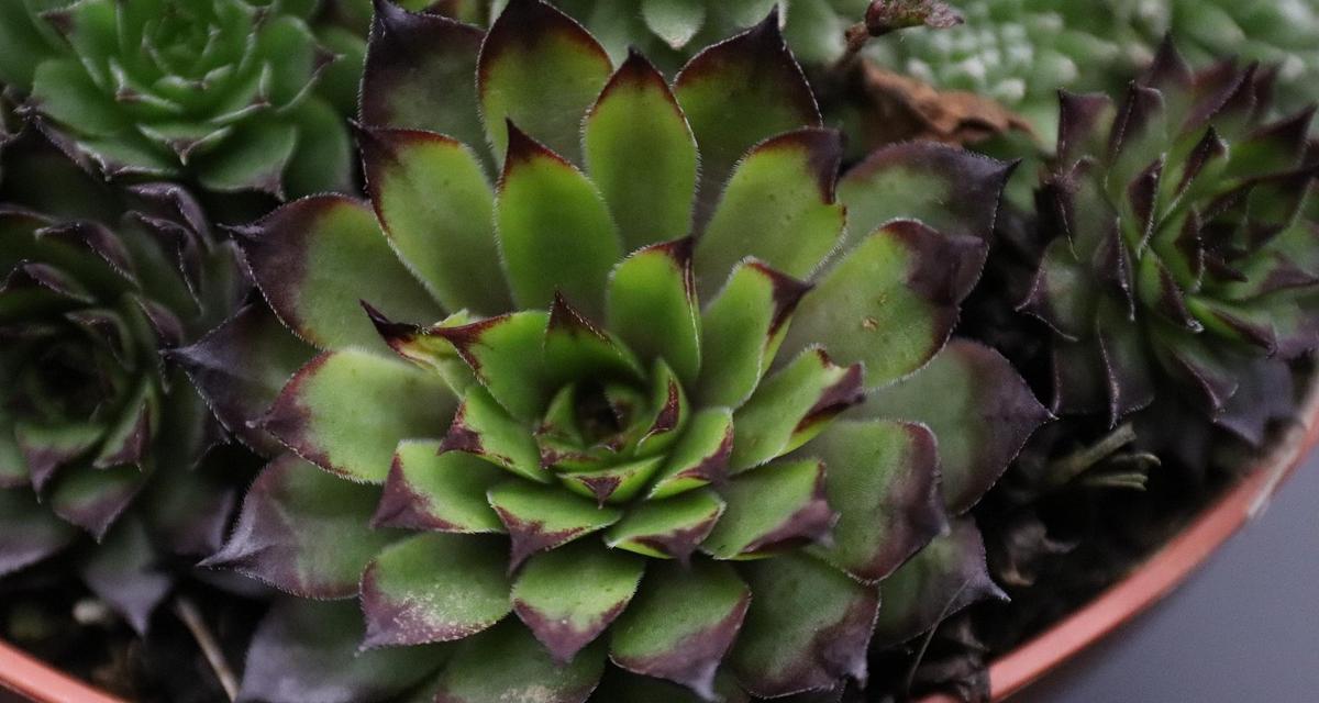 哪些植物外观好看？养护要点是什么？