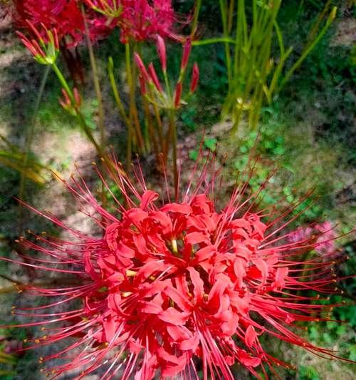 彼岸花的花期是什么时候？花期持续多久？