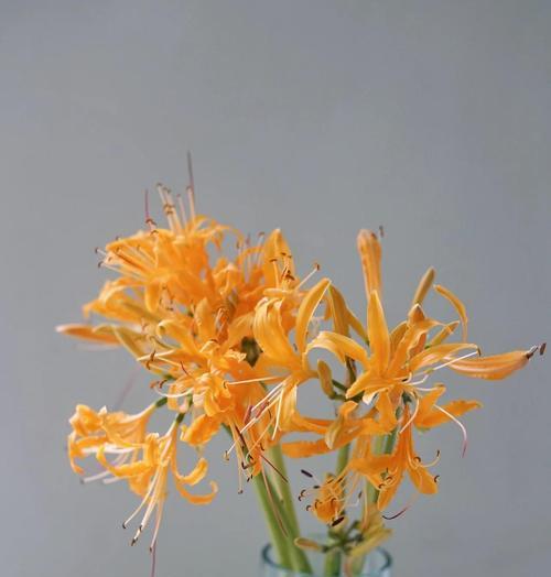 彼岸花的花期是什么时候？花期持续多久？